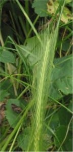 150px-kruipertje_aar_hordeum_murinum_ear