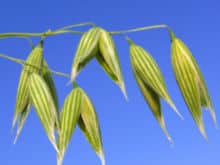 220px-avena-sativa