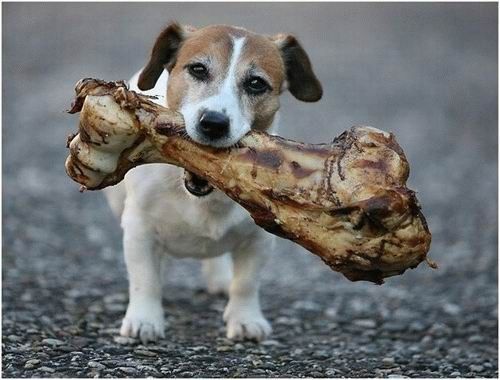 tu le manges tout ce os ? regarde que te fait mal ! …LAISSE!!!  dans image bon nuit, jour, dimanche etc. dog_with_bone