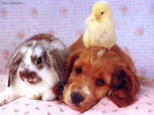 animali