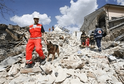 soccorso-cane