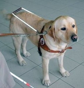 cane-guida
