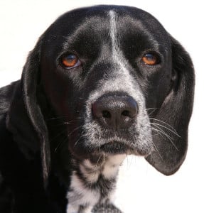 dogs_whiskers