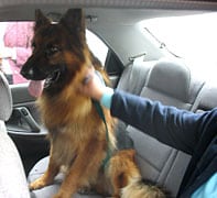 Kidnapped_dog