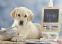 cane intelligente
