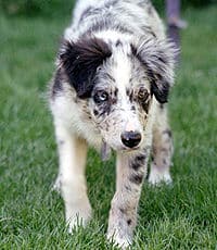 blumerle blumerle