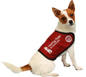 hearing_dog