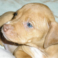pitbull_3