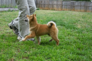 puppy_playing