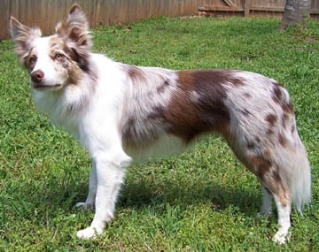 redmerle redmerle