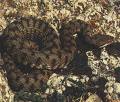 vipera