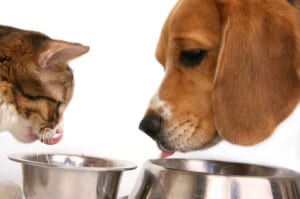 cane e gatto