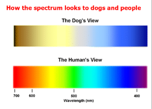 dog_color_vision