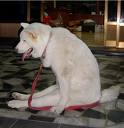 cane seduto