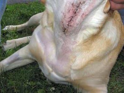 debarking