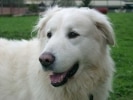billy