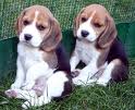 cuccioli di beagle cuccioli di beagle