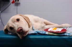 blood_donor_dog