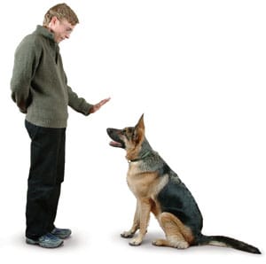 cane obbedience